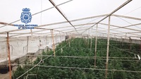 Plantación Marihuana Cajiz (Vélez-Málaga)